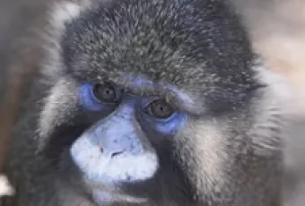 home_animal42.jpg