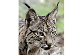 lince.jpg